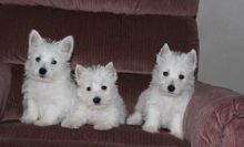 pretty West Highland White Terrier puppies for sale Image eClassifieds4u 3