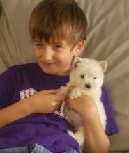 pretty West Highland White Terrier puppies for sale Image eClassifieds4u 2
