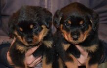 Top Quality Rottweiler Puppies for adoption Image eClassifieds4U