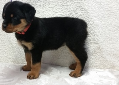 Marvelous Rottweiler pups for sale Image eClassifieds4u