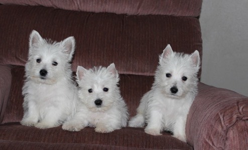 pretty West Highland White Terrier puppies for sale Image eClassifieds4u