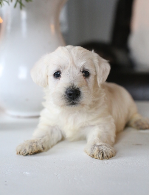 pretty West Highland White Terrier puppies for sale Image eClassifieds4u