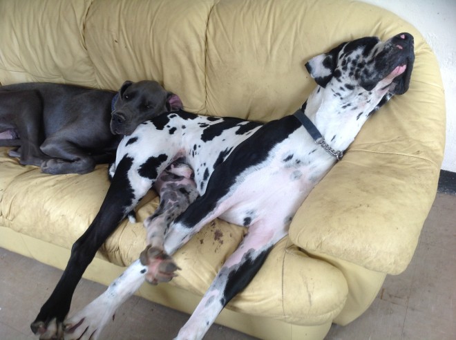Ready To Leave Now. Great Dane Puppies Image eClassifieds4u