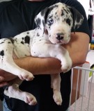 Smarted great dane puppies ready now Image eClassifieds4u