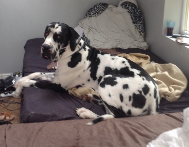 Trainabled great dane puppies ready now Image eClassifieds4u