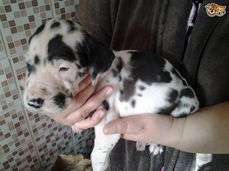 Two Great Danes Image eClassifieds4u