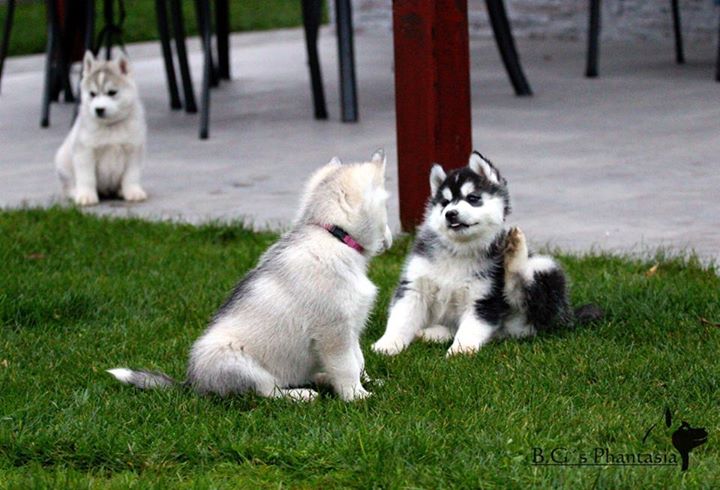 Blue-Eyed,Black and white Siberians Huskys puppies!!Send us a message at this (302) 417-1558 Image eClassifieds4u
