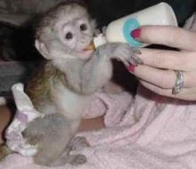 1 st class Capuchin Monkey Available For Loving Homes