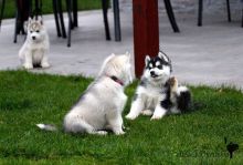 Blue-Eyed,Black and white Siberians Huskys puppies!!Send us a message at this (302) 417-1558