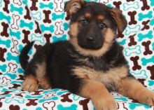 Extra Charming German Shepherd Dog Puppies Available For New Looking Home