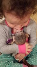 Male Capuchin Monkey for Adoption