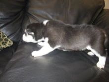 Purebred Husky Puppies Available