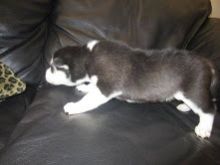 Magnificent Husky Puppies for adoption. Image eClassifieds4U