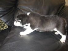 Purebred Husky Puppies Available Image eClassifieds4U