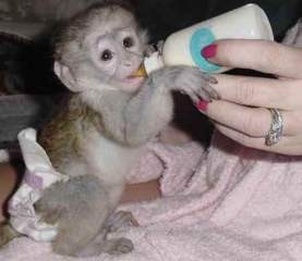 Tamed Capuchin Monkeys Image eClassifieds4u