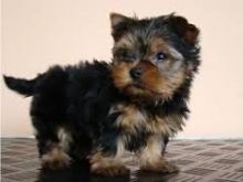 Male and Female Yorkie Puppies Available(202)524-2398