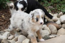 Adorable Australian Shepherd puppies for Adoption