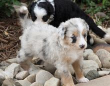 Adorable Australian Shepherd puppies for Adoption