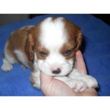 Pedigree,akc Cavalier King Charles Spaniel puppies/je.r.o.lyn.nelly1@gmail.com