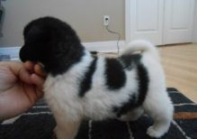 Adorable Akita Puppies for Adoption