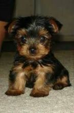 yorkie puppies for adoption text us at (443) 475-0127