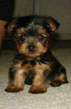 yorkie puppies for adoption text us at (443)xx475xx0127