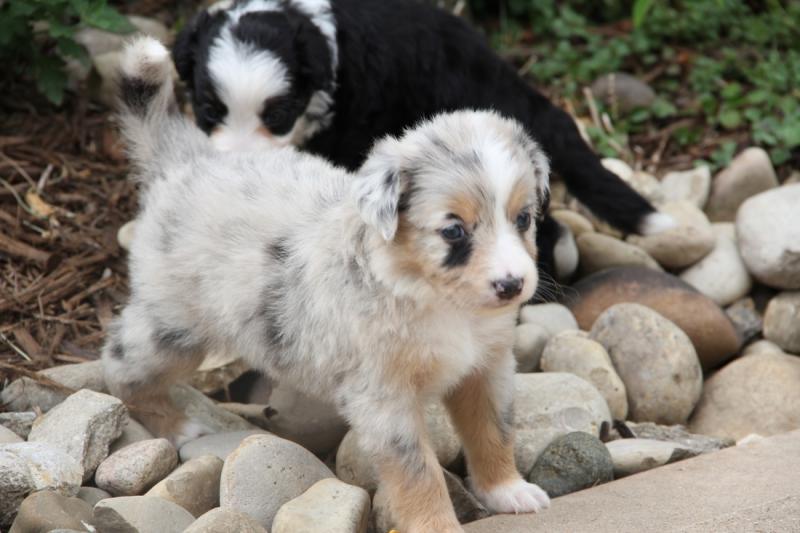 Adorable Australian Shepherd puppies for Adoption Image eClassifieds4u