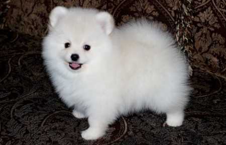 Lovely Pomeranian Puppies Image eClassifieds4u