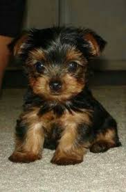 yorkie puppies for adoption text us at (443) 475-0127 Image eClassifieds4u