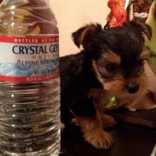 12 weeks 4 days old, Yorkie puppies (443) 475-0127