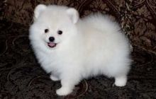 2 Pomeranian Puppies for Adoption