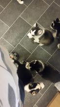 7 Siberian Huskies For Sale, Blue & Eyes