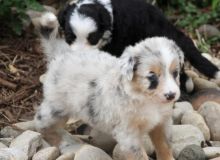 Adorable Australian Shepherd puppies for Adoption