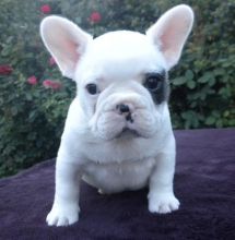 ADORABLE FRENCH BULLDOGS PUPPIES FOR SELL