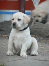 ADORABLE LABRADOL PUPPIES FOR SELL .