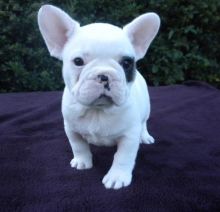 AKC FRENCH BULLDOGS FOR SELL.