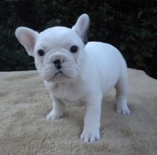 English Bulldogs for sell.