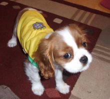 Fosse Cavalier King Charles Spaniel for sell.