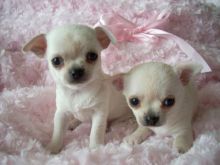 LOVELY CHIHUAHUA PUPPIES FOR SELL