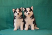 Siberian Husky Puppies For Adoption