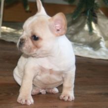 Stunning French Bulldog Puppies Ready Now call or text (903) 461-7393