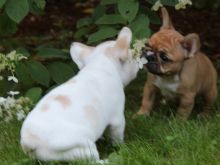 Stunning French Bulldog Puppies Ready Now call or text (903) 461-7393