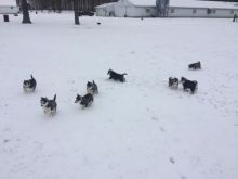 Sweet Siberian Husky Puppies