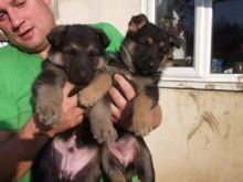 Vet check German Shepherd puppies