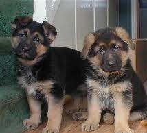 12 weeks old German Shepherd Puppies Image eClassifieds4u