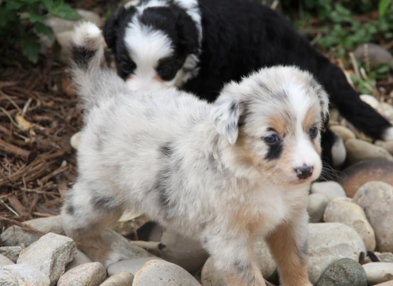Adorable Australian Shepherd puppies call or text Image eClassifieds4u