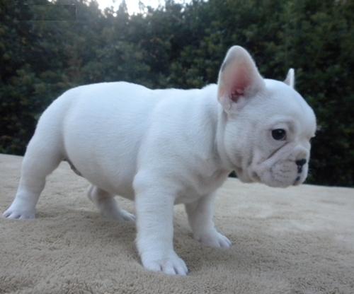 ADORABLE FRENCH BULLDOGS PUPPIES FOR SELL Image eClassifieds4u