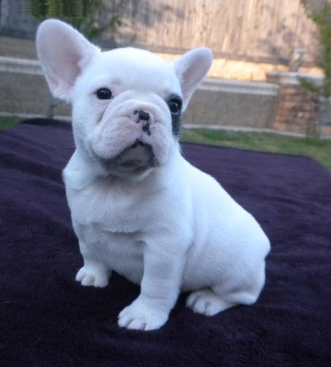 ADORABLE FRENCH BULLDOGS PUPPIES FOR SELL Image eClassifieds4u
