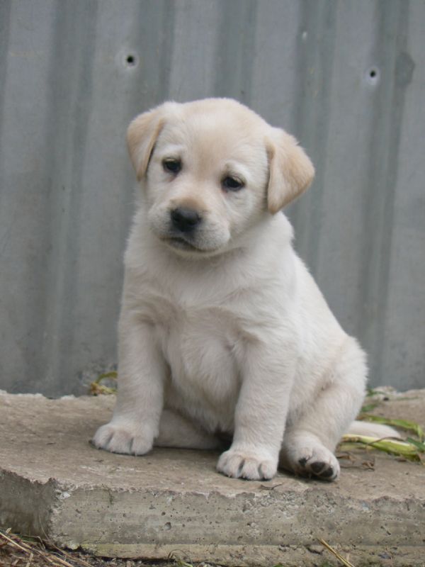 ADORABLE LABRADOL PUPPIES FOR SELL . Image eClassifieds4u