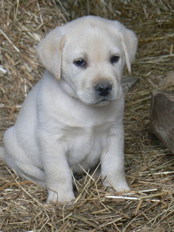 ADORABLE LABRADOL PUPPIES FOR SELL . Image eClassifieds4u